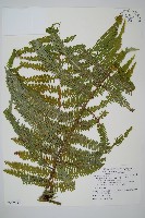 裡白藏品圖，第1張