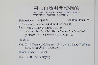 抱樹蕨、伏石蕨藏品圖，第2張