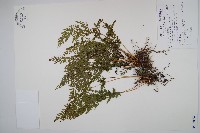 烏蕨藏品圖，第1張