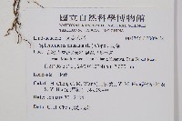 烏蕨藏品圖，第2張