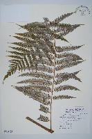 臺灣金狗毛蕨藏品圖，第1張