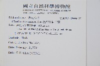 臺灣金狗毛蕨藏品圖，第2張