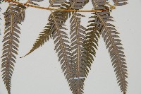 臺灣金狗毛蕨藏品圖，第3張