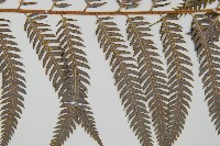 臺灣金狗毛蕨藏品圖，第4張