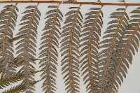 臺灣金狗毛蕨藏品圖，第5張