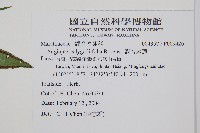 觀音座蓮藏品圖，第2張
