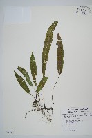 單葉雙蓋蕨藏品圖，第1張