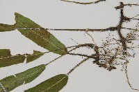 單葉雙蓋蕨藏品圖，第3張