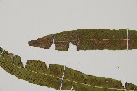 單葉雙蓋蕨藏品圖，第5張
