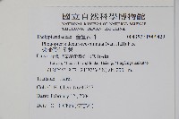 翅軸假金星蕨、短柄卵果蕨藏品圖，第2張