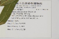 南海鐵角蕨藏品圖，第5張