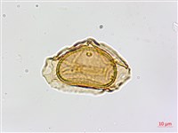 南海鐵角蕨藏品圖，第2張