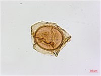 南海鐵角蕨藏品圖，第4張