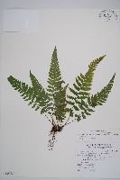 東洋蹄蓋蕨藏品圖，第1張