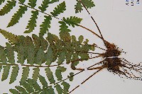 東洋蹄蓋蕨藏品圖，第3張