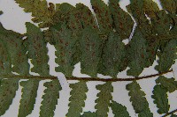 東洋蹄蓋蕨藏品圖，第5張