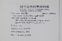 無柄車前蕨、小車前蕨藏品圖，第2張