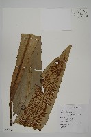 山蘇花藏品圖，第1張