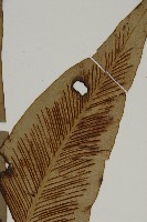 山蘇花藏品圖，第3張