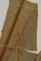 山蘇花藏品圖，第4張