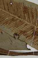 山蘇花藏品圖，第5張