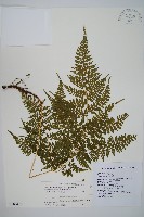 毛苞擬複葉耳蕨藏品圖，第1張