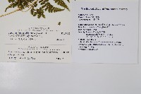 毛苞擬複葉耳蕨藏品圖，第2張