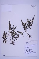 尖葉鐵角蕨藏品圖，第1張