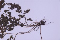 尖葉鐵角蕨藏品圖，第3張