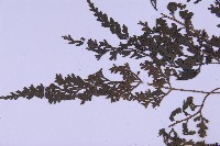 尖葉鐵角蕨藏品圖，第4張