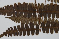 貞蕨藏品圖，第3張