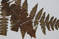 貞蕨藏品圖，第4張