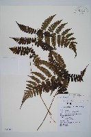 貞蕨藏品圖，第1張