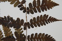 貞蕨藏品圖，第4張