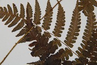 貞蕨藏品圖，第5張