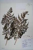 大葉貞蕨藏品圖，第1張