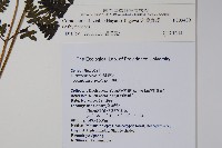 大葉貞蕨藏品圖，第2張