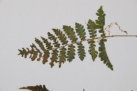 假蹄蓋蕨、東洋蹄蓋蕨藏品圖，第3張