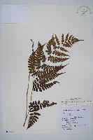 貞蕨藏品圖，第1張