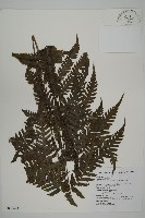 薄葉擬肋毛蕨藏品圖，第1張