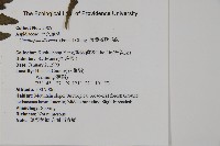 薄葉擬肋毛蕨藏品圖，第2張