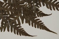 薄葉擬肋毛蕨藏品圖，第3張