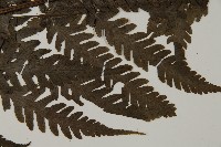 薄葉擬肋毛蕨藏品圖，第4張