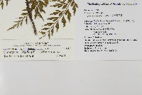 大黑柄鐵角蕨、黃鱗鐵角蕨、大羽鐵角蕨藏品圖，第2張