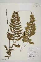 剪葉鐵角蕨藏品圖，第1張