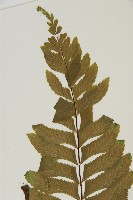 剪葉鐵角蕨藏品圖，第3張