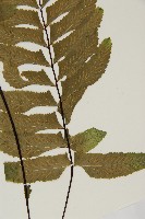 剪葉鐵角蕨藏品圖，第4張