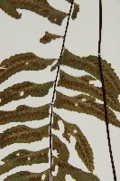 剪葉鐵角蕨藏品圖，第5張