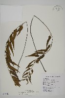 革葉鐵角蕨藏品圖，第1張