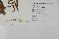 革葉鐵角蕨藏品圖，第2張